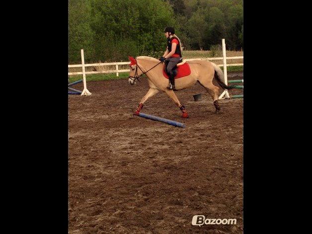 Fjordhest Gypsi (Dibsi) billede 6