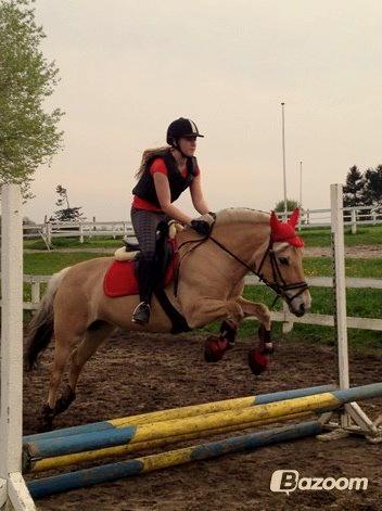 Fjordhest Gypsi (Dibsi) billede 9