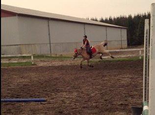 Fjordhest Gypsi (Dibsi) billede 18