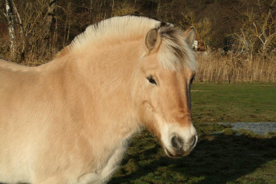 Fjordhest Skovsgaards Trond <3 - Se mig mor! Jeg kan også se sød ud!
 billede 14