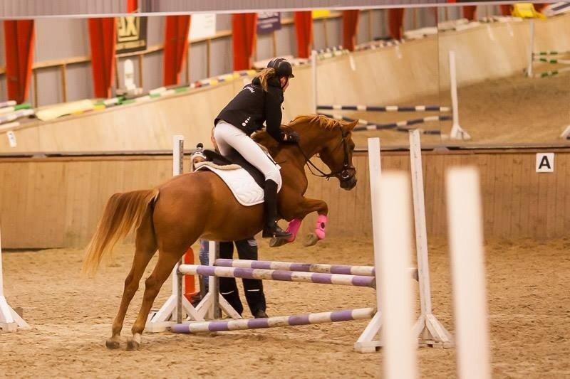 Anden særlig race Capella billede 13