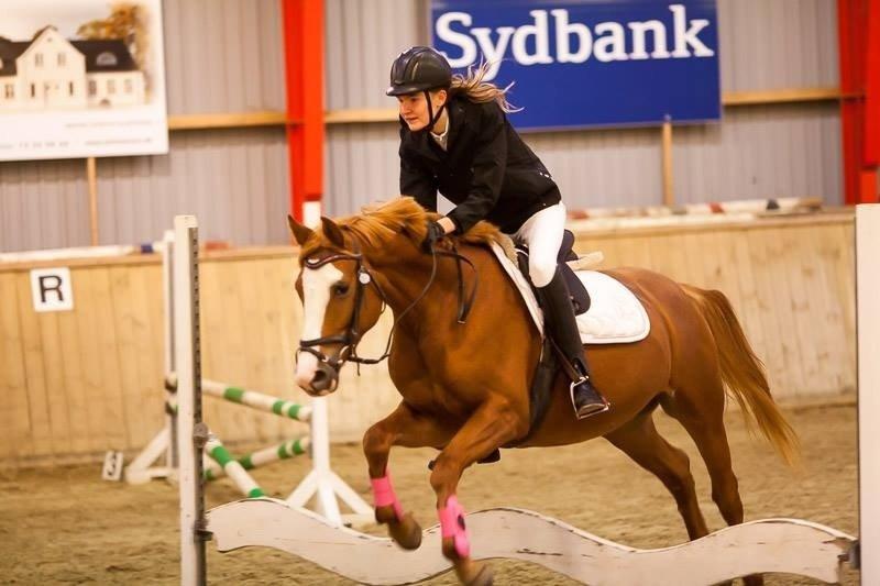 Anden særlig race Capella billede 14