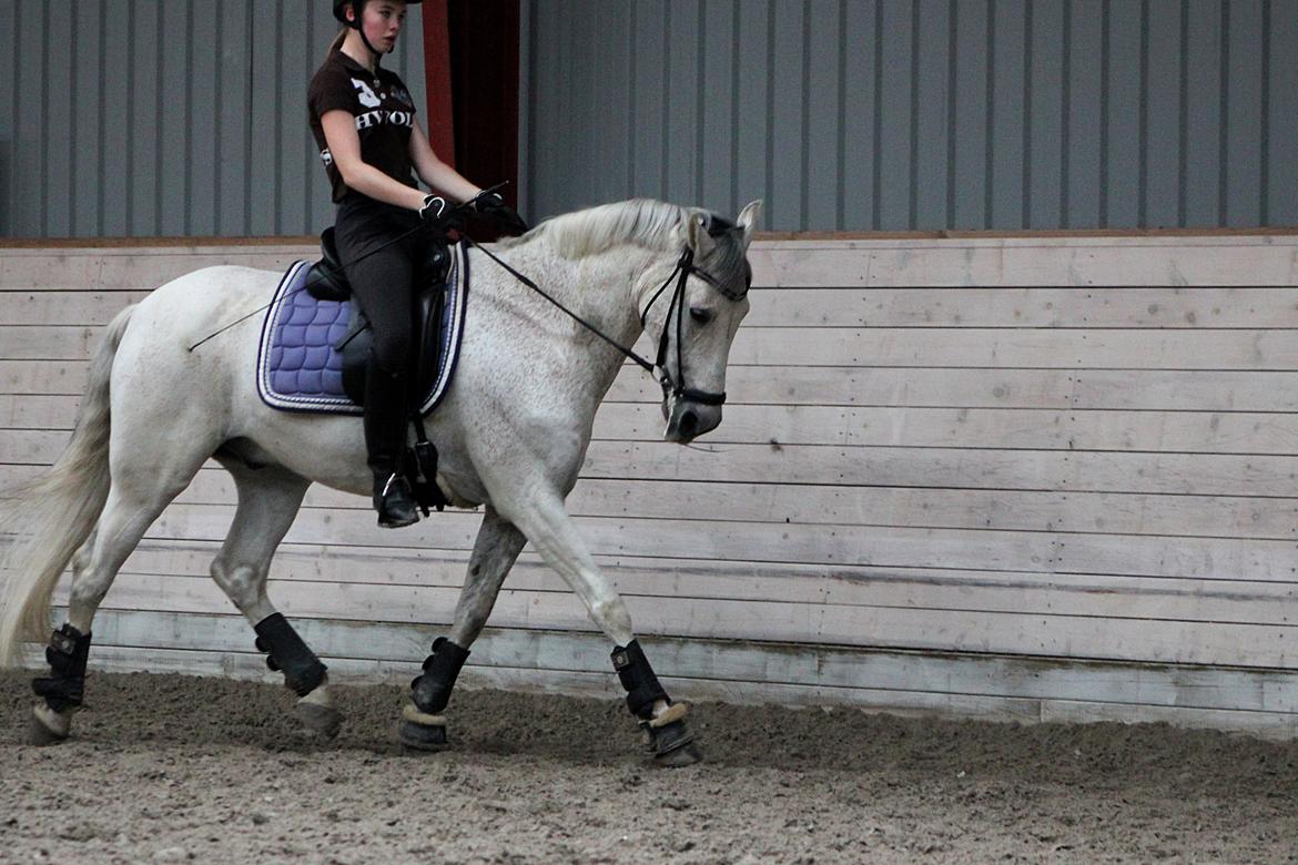 Hollandsk Sportspony LOOK AT ME - Træning Aug 13, her en af de første gang med bid igen. Og så var vi igang med at omlægge rideteknik hos både mig og Luffen.  billede 20