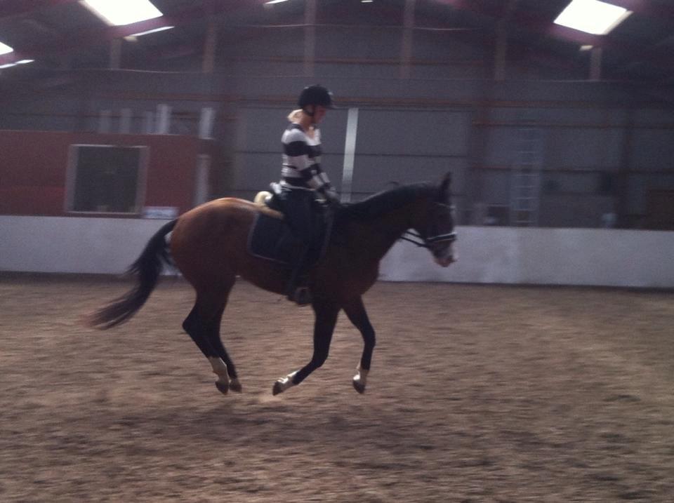 Dansk Varmblod Søballegårds Wonder Hit - nytilredet 2013 billede 10