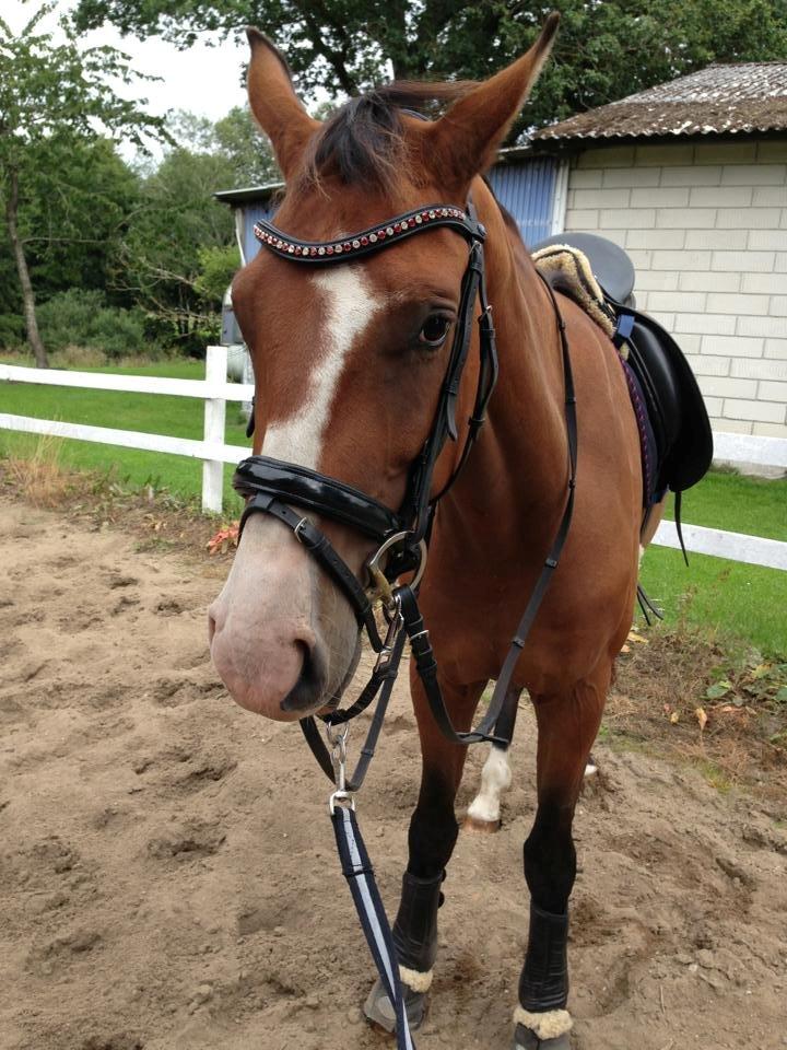 Dansk Varmblod Søballegårds Wonder Hit - sommeren 2013 billede 13