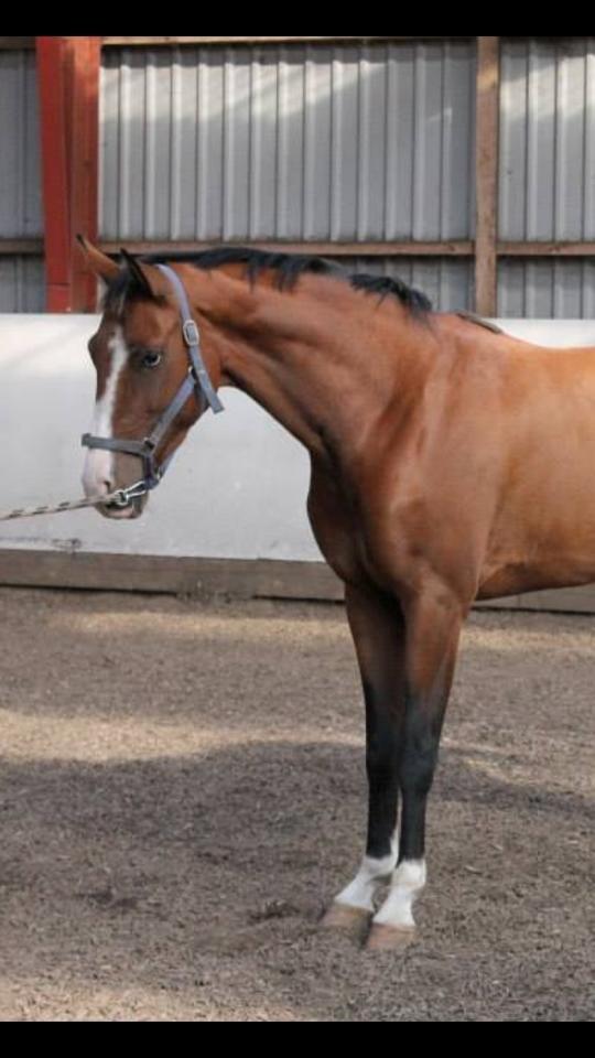 Dansk Varmblod Søballegårds Wonder Hit billede 15