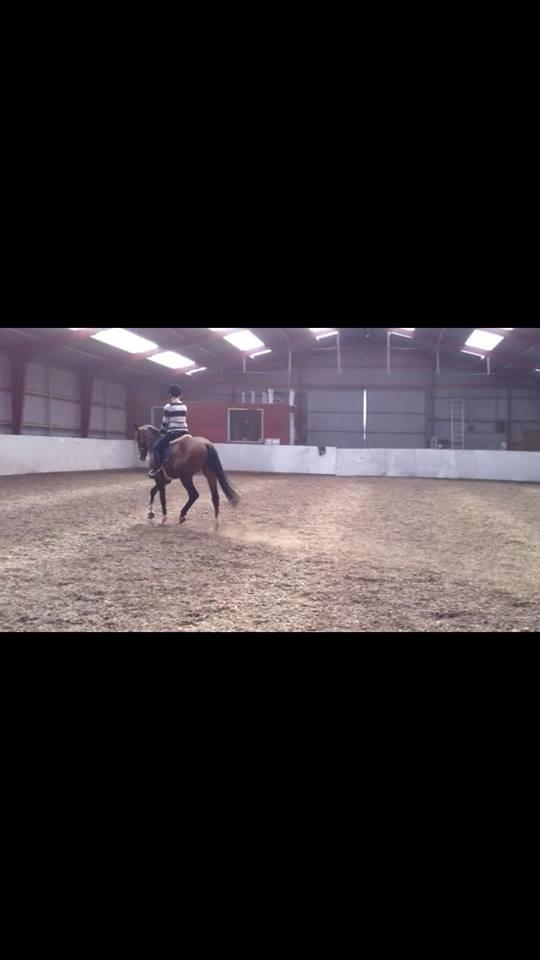 Dansk Varmblod Søballegårds Wonder Hit - nytilredet 2013 billede 17