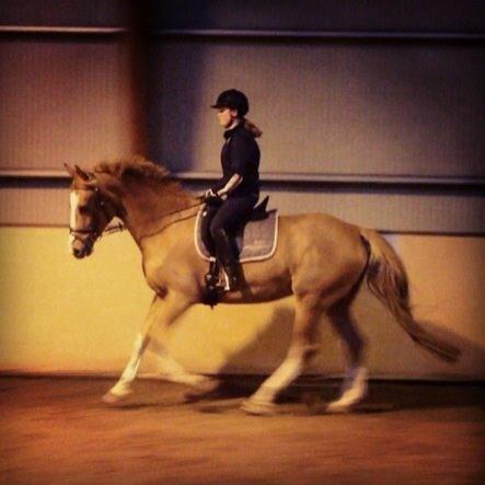 Dansk Varmblod Imagine My Heart Z [Låner] billede 17