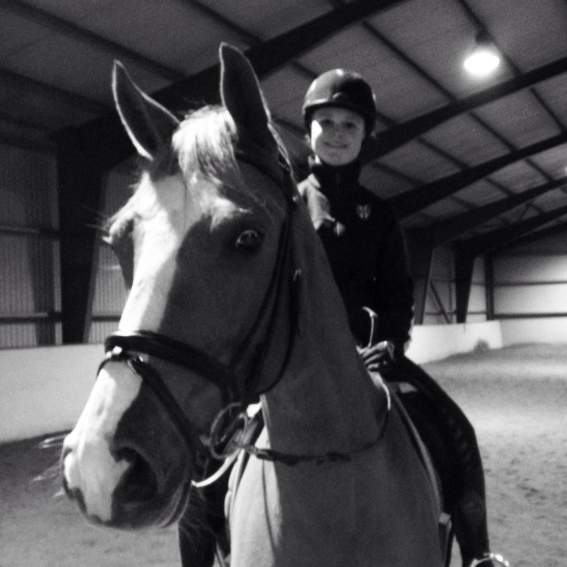 Dansk Varmblod Imagine My Heart Z [Låner] billede 18