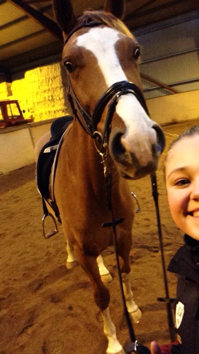 Dansk Varmblod Imagine My Heart Z [Låner] billede 19