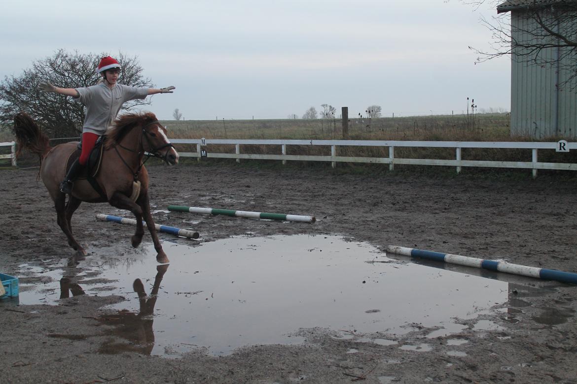 New Forest Engdalens Wendy - min bedste ven <3 - d. 26-12-13 Galop igennem vandpyt <3 Foto: Mathilde billede 42