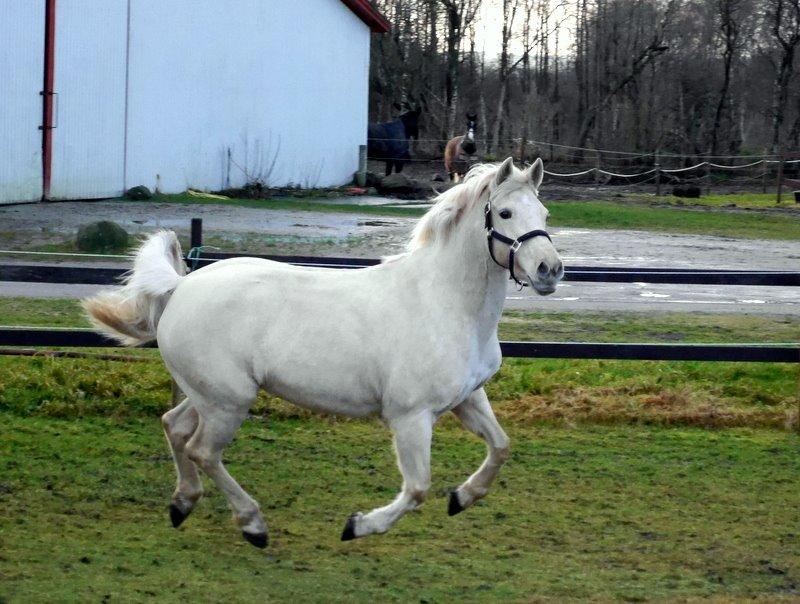 Palomino Bailey - Charmetrold. billede 7