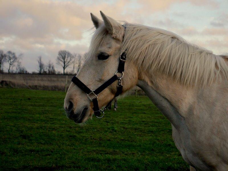 Palomino Bailey billede 13