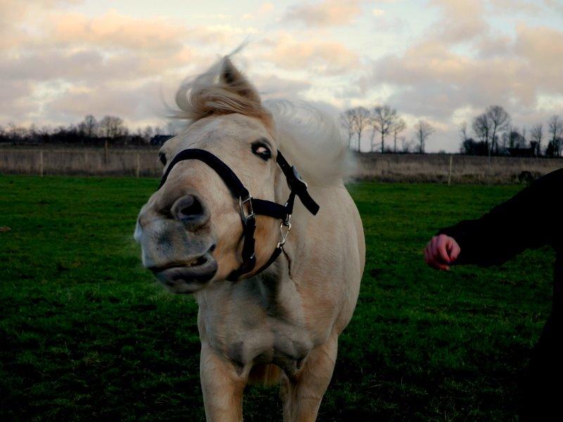 Palomino Bailey billede 14