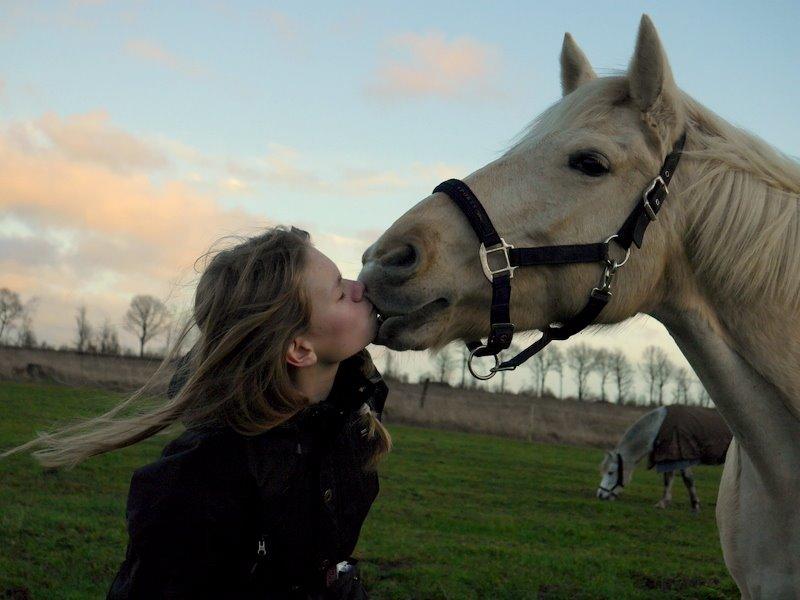 Palomino Bailey - Min solstråle<3 billede 11