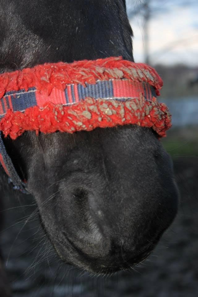 Welsh Pony af Cob-type (sec C) Engholms Bonnie Beate billede 15