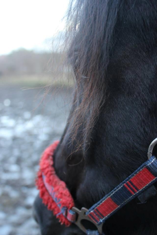 Welsh Pony af Cob-type (sec C) Engholms Bonnie Beate billede 16