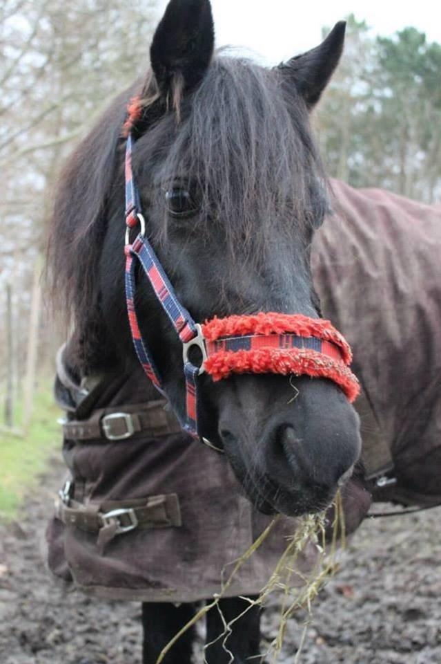 Welsh Pony af Cob-type (sec C) Engholms Bonnie Beate - Velkommen til Bonnie Beate's profil<3 billede 1