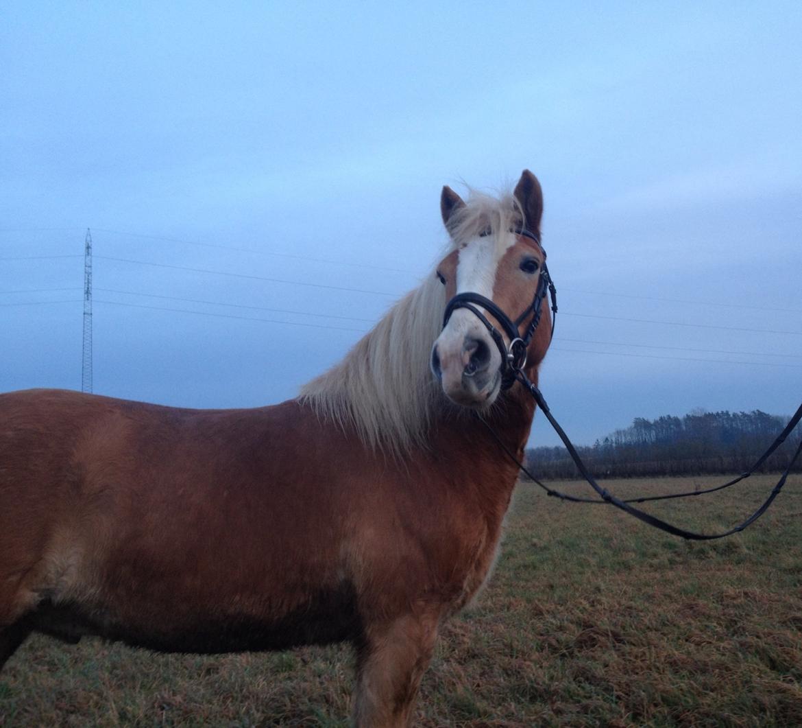 Haflinger Wonder<3 billede 2