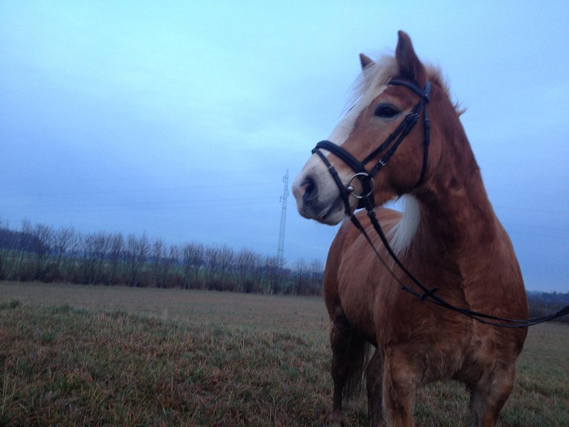 Haflinger Wonder<3 billede 3