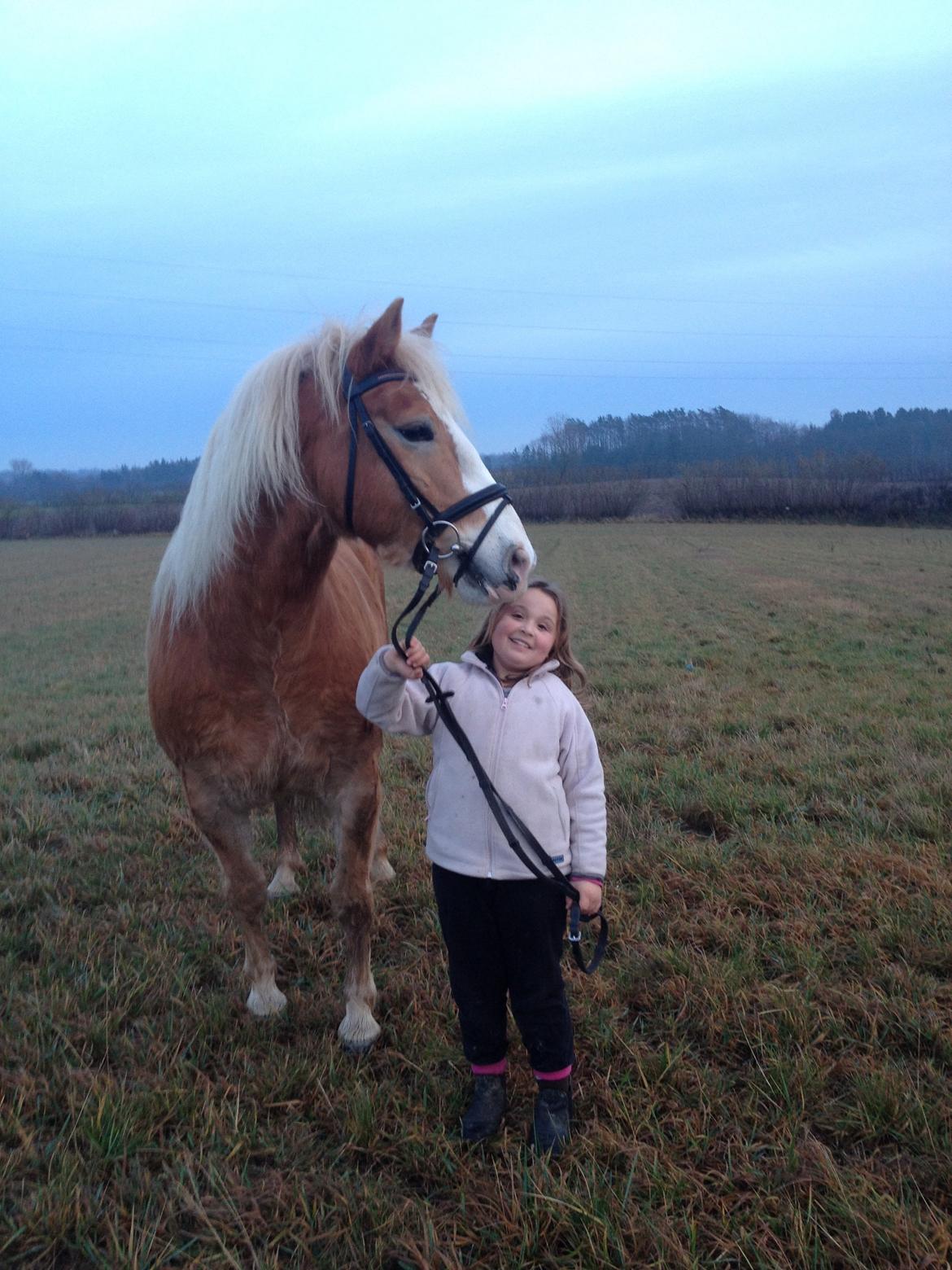 Haflinger Wonder<3 billede 4