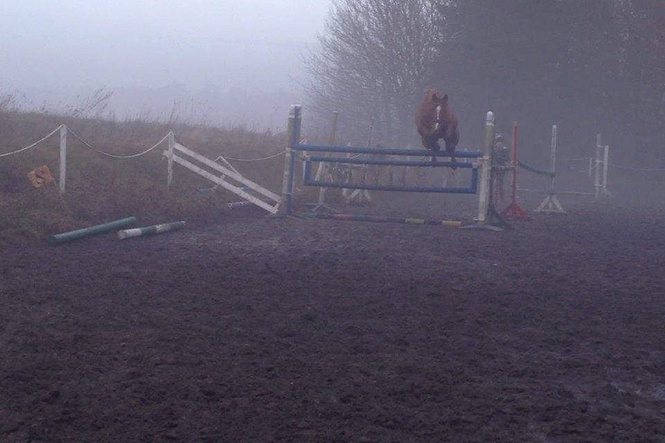 Tysk Sportspony Dakota 195 billede 6