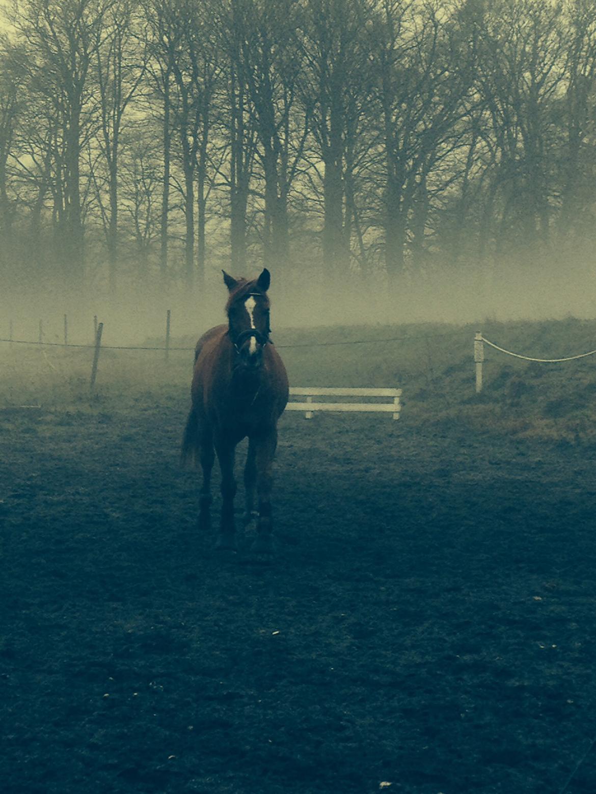 Tysk Sportspony Dakota 195 billede 8