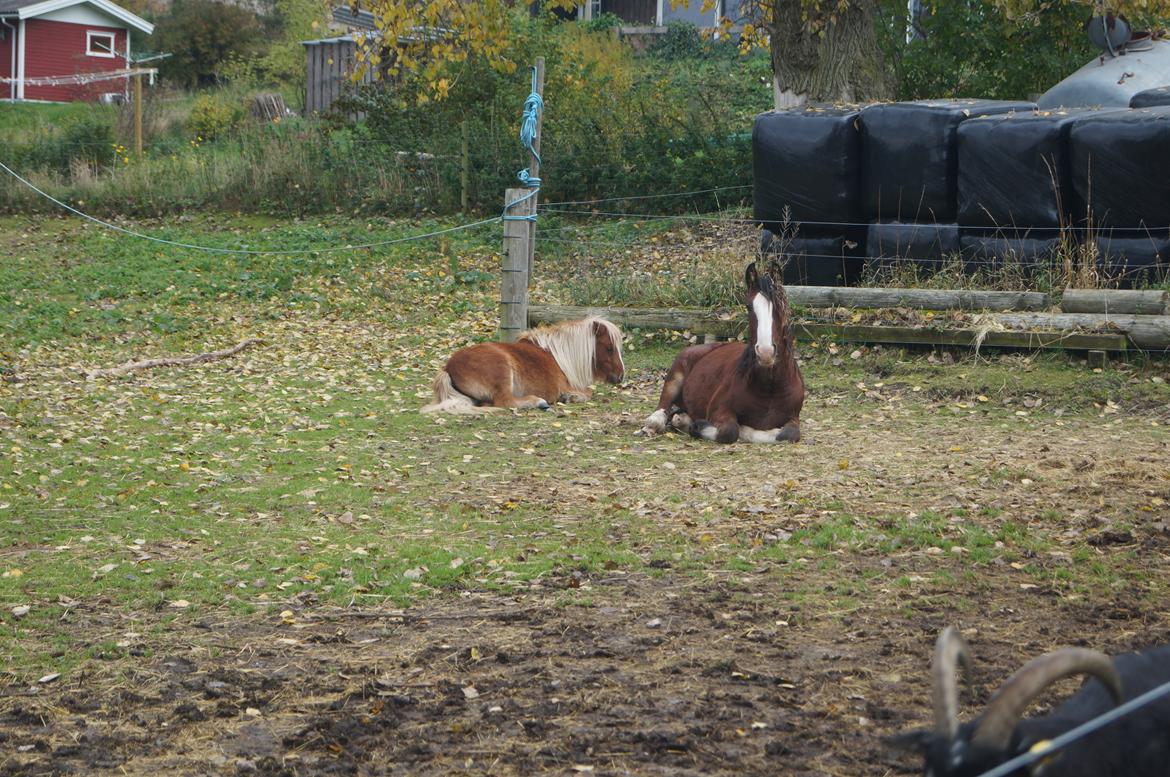 Tinker Aasgaard's Mac. O' Connor billede 6