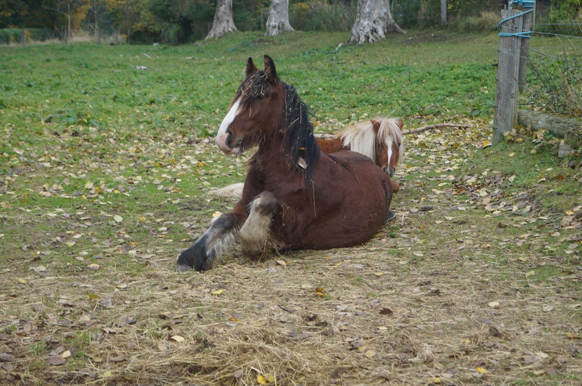 Tinker Aasgaard's Mac. O' Connor billede 7