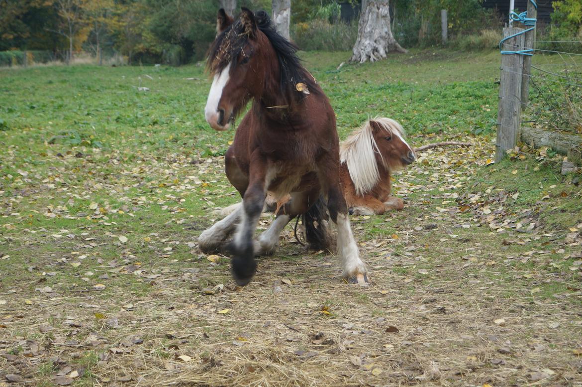 Tinker Aasgaard's Mac. O' Connor billede 8