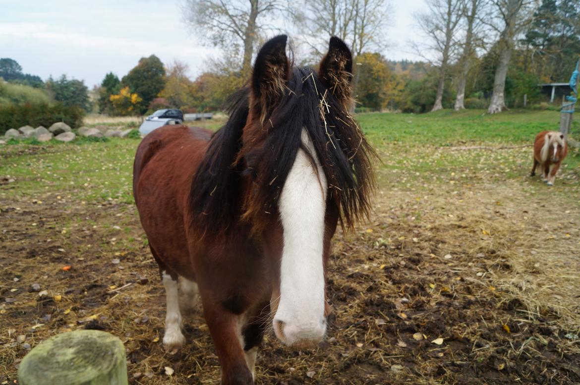 Tinker Aasgaard's Mac. O' Connor billede 9