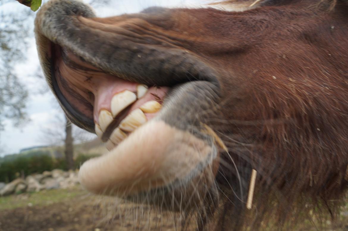 Tinker Aasgaard's Mac. O' Connor - Så kan Connor også smile :P billede 10