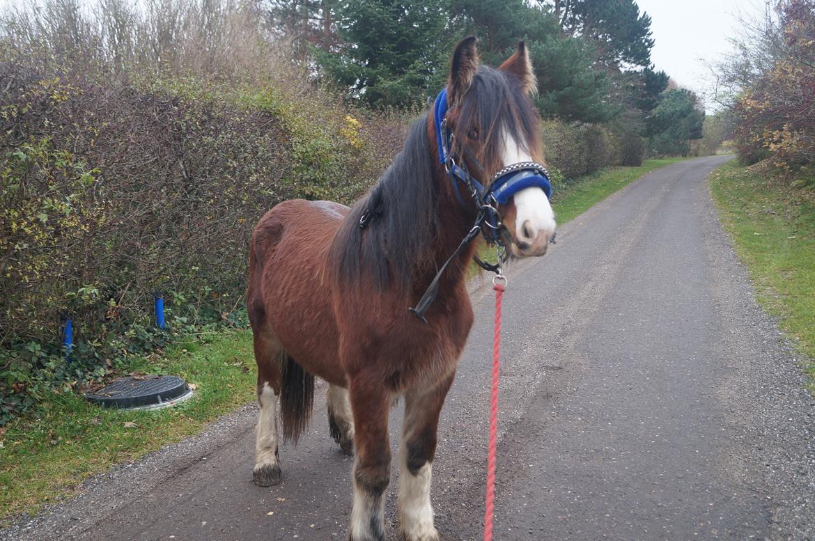 Tinker Aasgaard's Mac. O' Connor - Connor første gang med hovedtøj :P billede 11