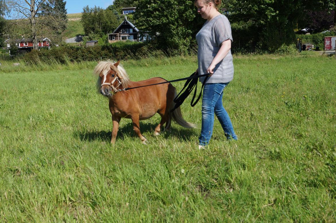 Shetlænder Aasgaard's Garfield billede 9