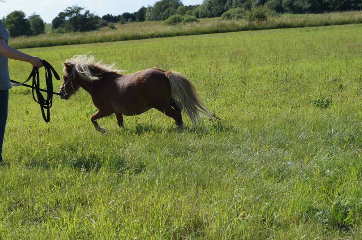 Shetlænder Aasgaard's Garfield billede 10