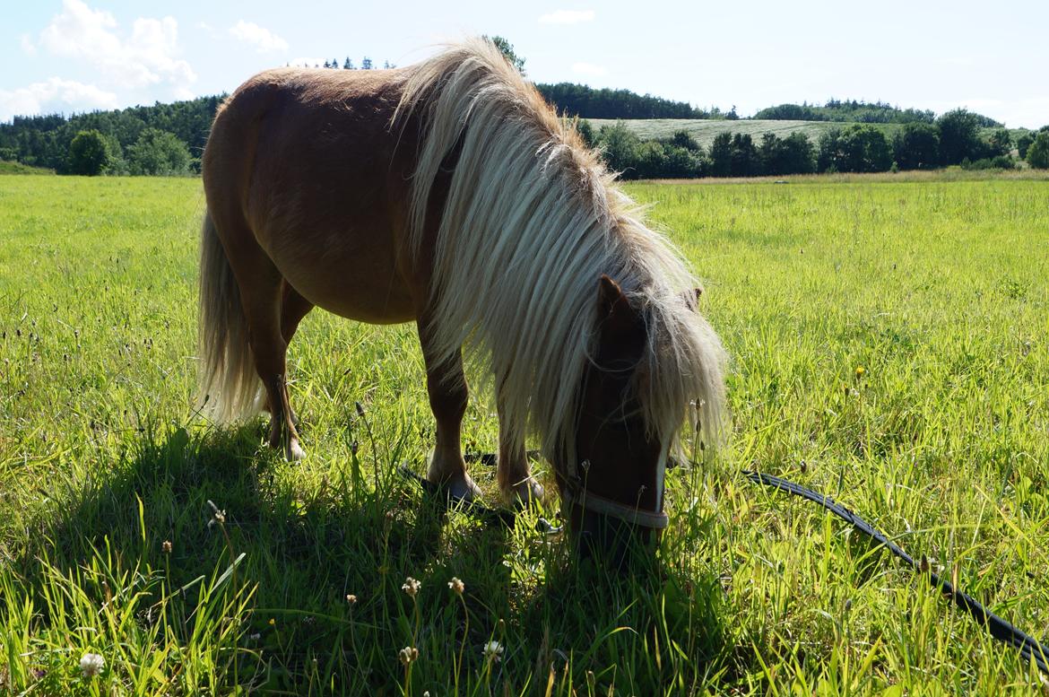 Shetlænder Aasgaard's Garfield billede 11