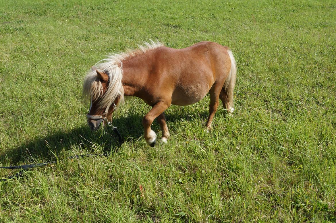 Shetlænder Aasgaard's Garfield billede 1