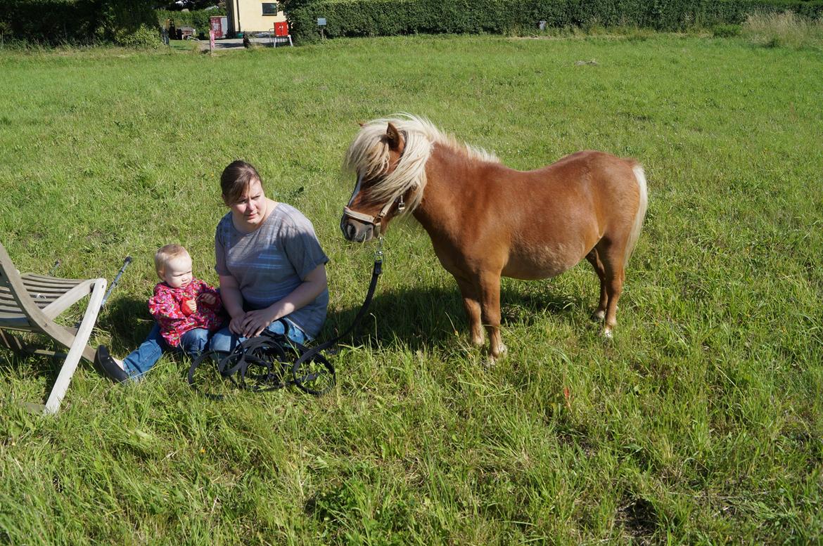 Shetlænder Aasgaard's Garfield billede 12