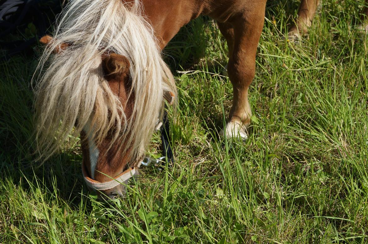 Shetlænder Aasgaard's Garfield billede 13