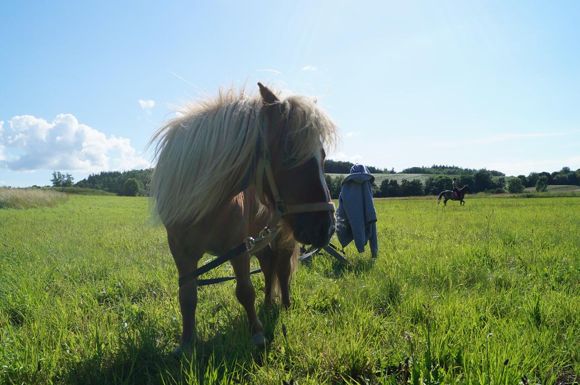 Shetlænder Aasgaard's Garfield billede 14