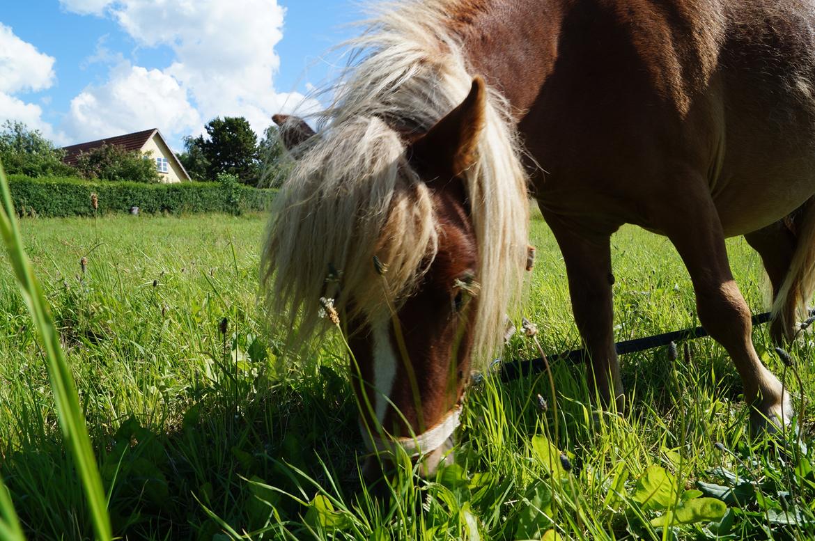 Shetlænder Aasgaard's Garfield billede 15