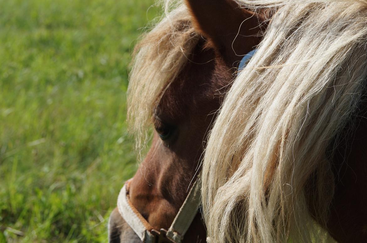 Shetlænder Aasgaard's Garfield billede 2