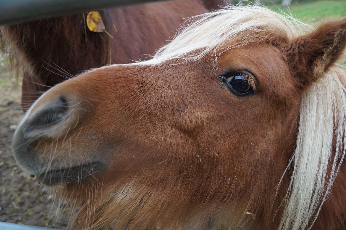 Shetlænder Aasgaard's Garfield billede 16