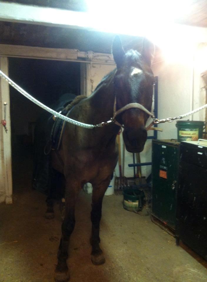 Anden særlig race Playboy billede 6