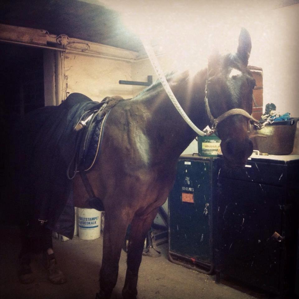 Anden særlig race Playboy billede 7