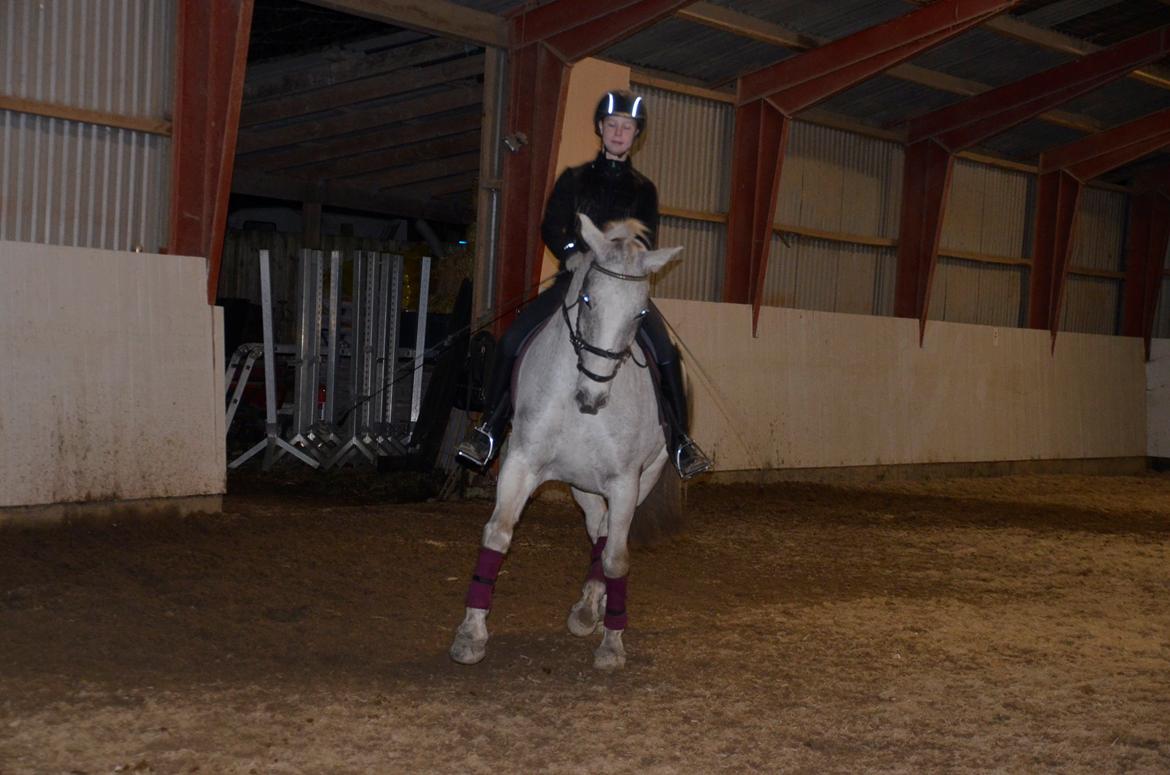 Lipizzaner Novell billede 8