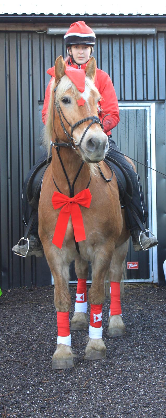 Haflinger Bamse - Juleaften 2011 billede 1