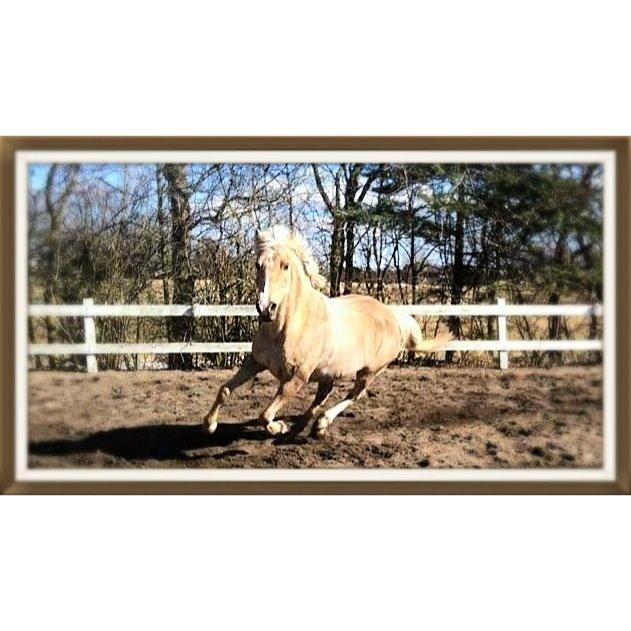 DSP Vejlebro´s Stella  billede 19