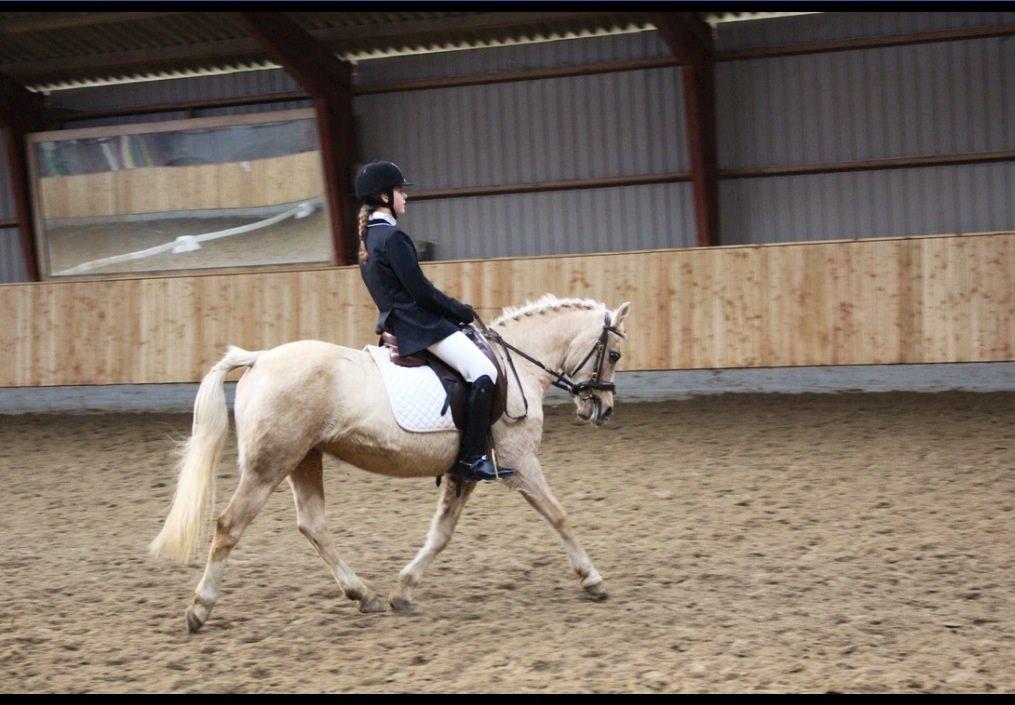 DSP Vejlebro´s Stella  billede 8