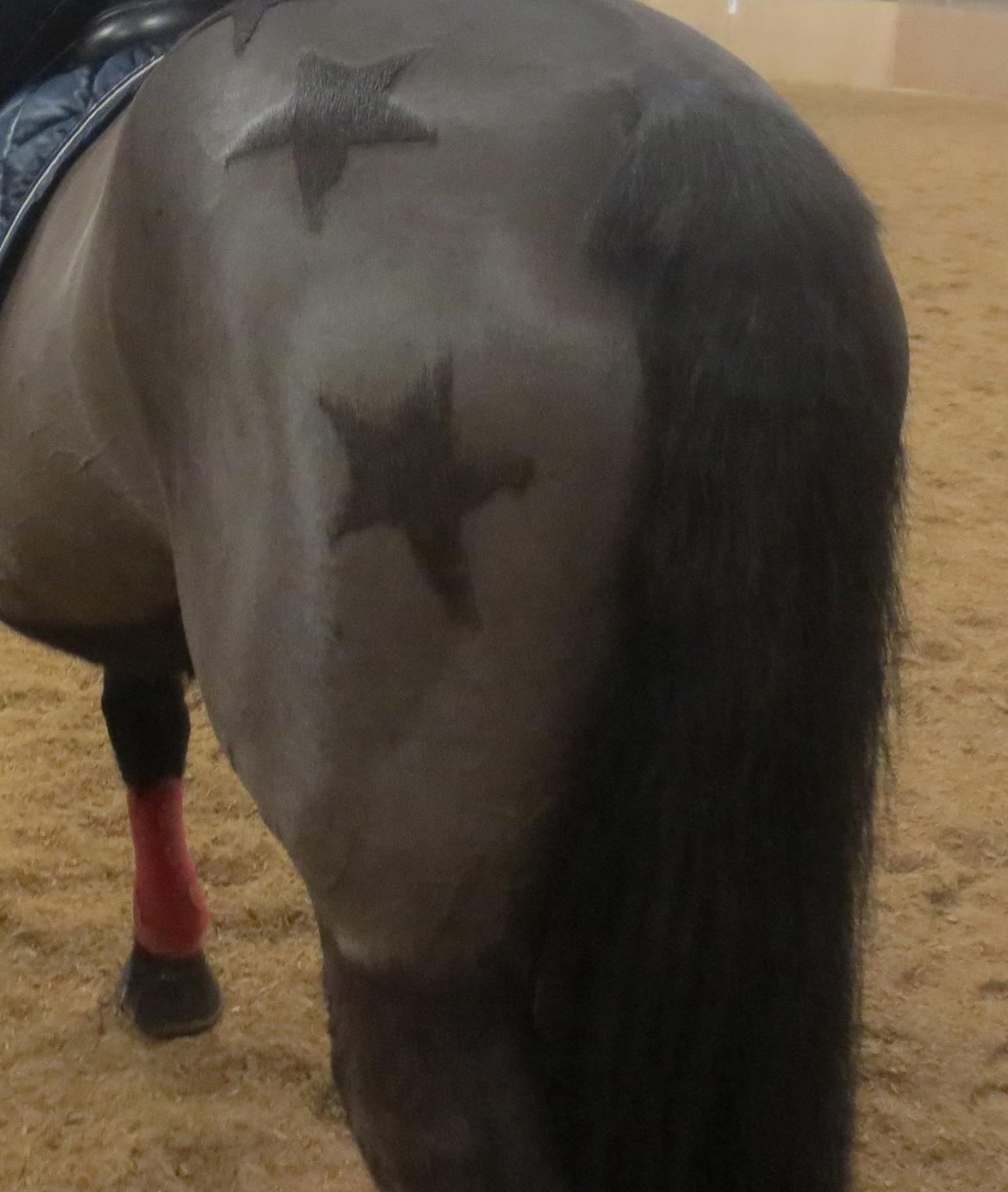 Anden særlig race Pony billede 1